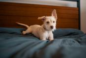 liten hund som ligger på ett blått överkast