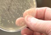 allergivaccination för pälsdjursallergiker