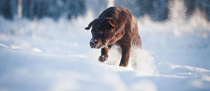 Så kan du hjälpa din hund när det är kallt ute