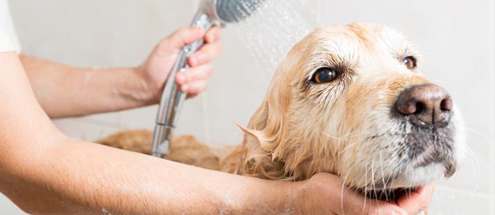 Roligare tillsammans – trots allergi mot hund eller katt