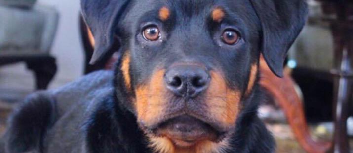 Äntligen ha hund igen trots allergi – Knepet är köttbullar i duschen 