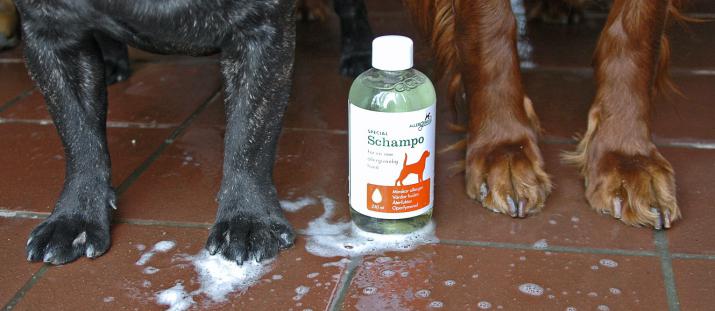 Så blir hunden mer allergivänlig