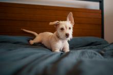 liten hund som ligger på ett blått överkast