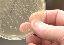 allergivaccination för pälsdjursallergiker