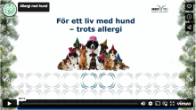 För ett liv med hund – trots allergi