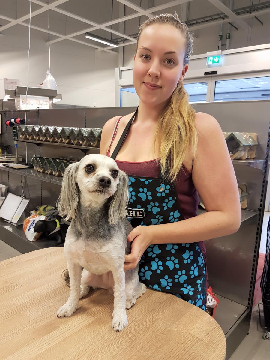 pälsvård från professionel hundfrisör som håller i vit hund