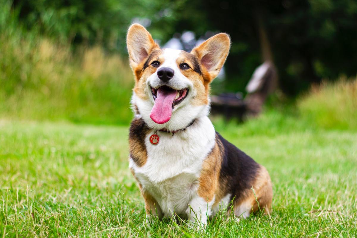 hundägare med pälsdjursallergi undersökning