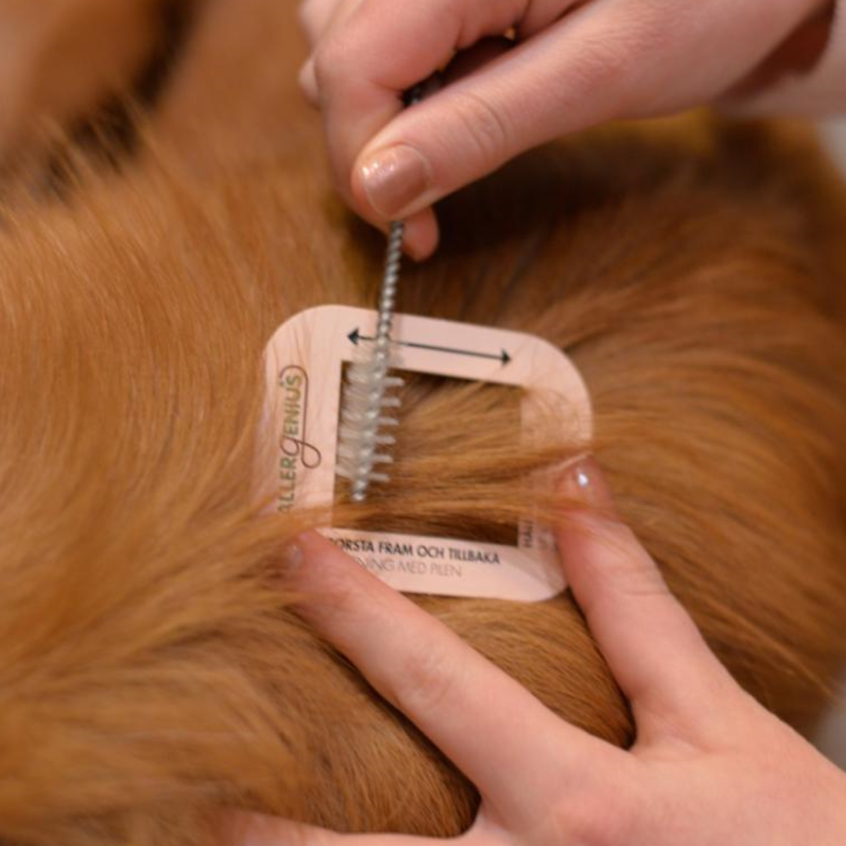en lösning på forskningen kring hundallergentester