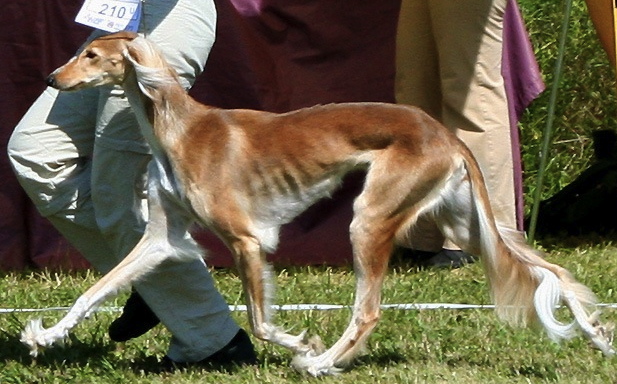 ambassadör för allergenius hund