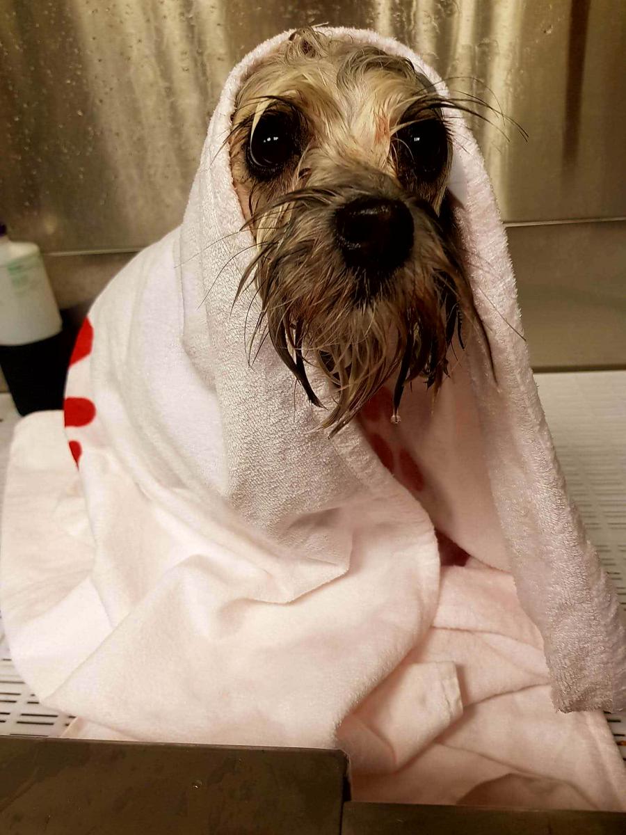 nyduschad hund som fått pälsvård