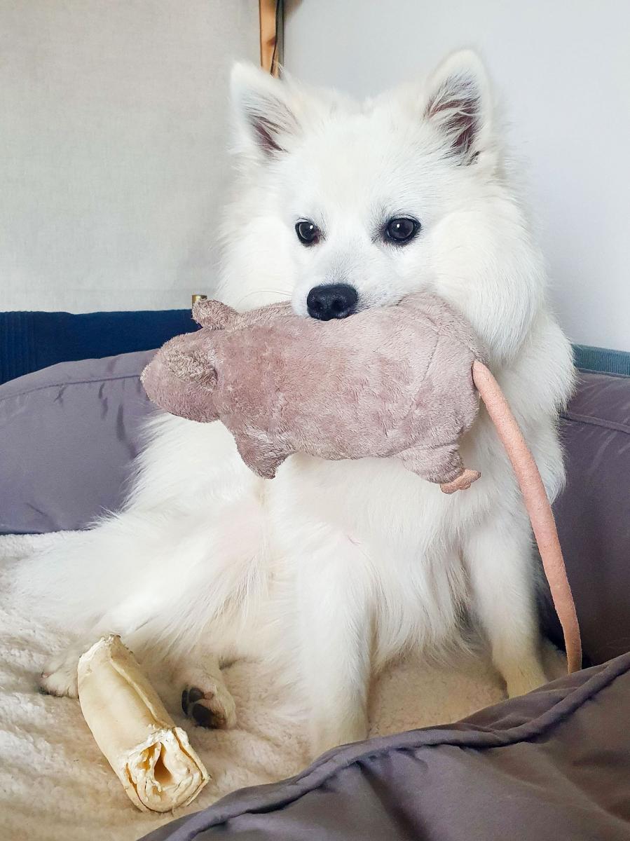 vit hund med mycket päls har en ikea råtta i munnen