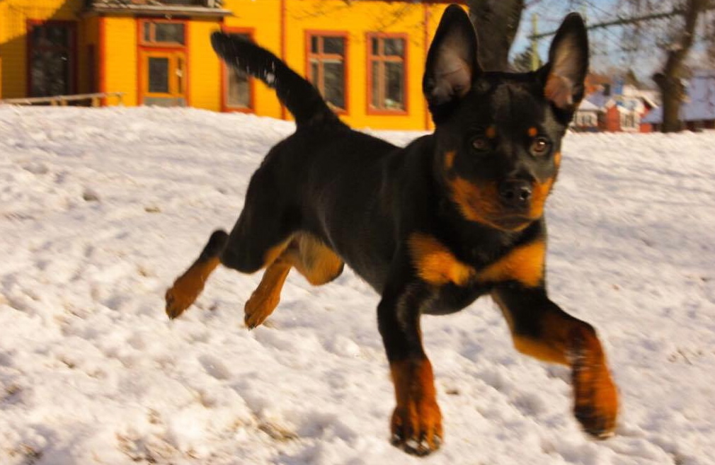 matilda kan äntligen ha hund, stinsen i snön